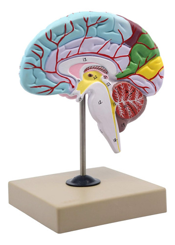 Modelo Humano De Cerebro Funcional Eisco Labs - Tamaño 1/2