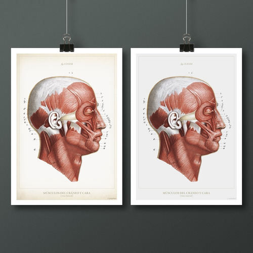 Anatomía Humana 78 Póster Lámina Antiguo Decoración Medicina