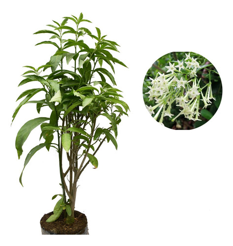 Planta Galan De Noche Flores