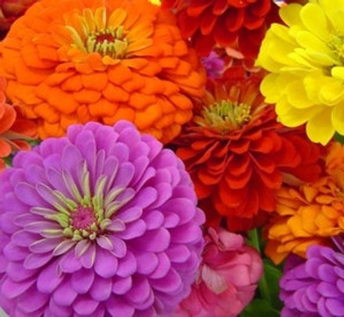 50 Semillas Flor Zinnia De California + Obsequi Germinación