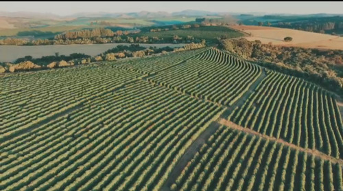 Fazenda Em Luminárias Mg 239 Hectares 700 Mil Pés De Café 