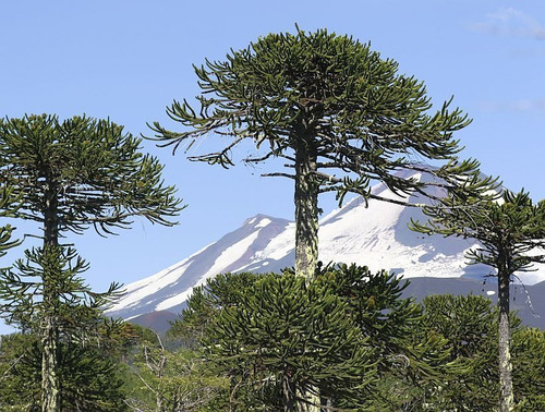 Araucaria Araucana