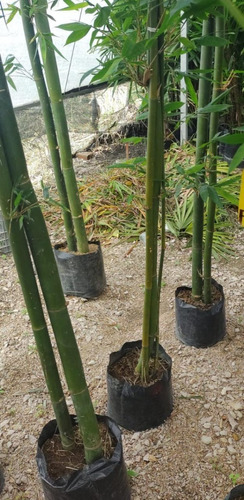1 Bambú Doble