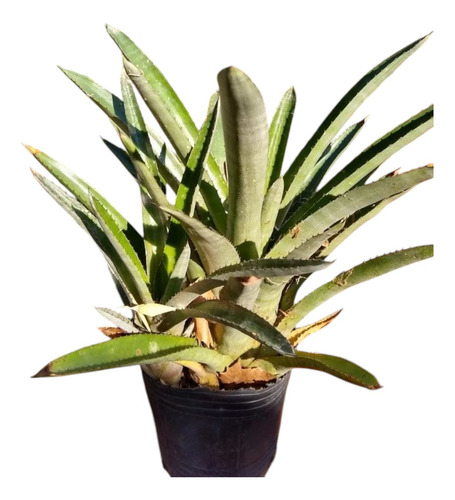Aechmea Distichantha - Bromelia Epifita Rupicola Y Terrestre