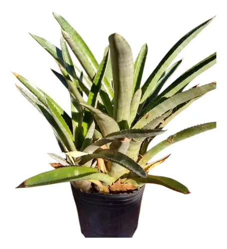 comprar Aechmea Distichantha - Bromelia Epifita Rupicola Y Terrestre