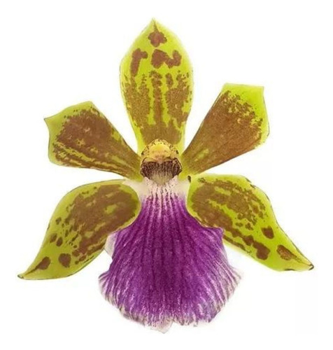 Muda Orquídea Zygopetalum Flor Linda Planta Perfumada