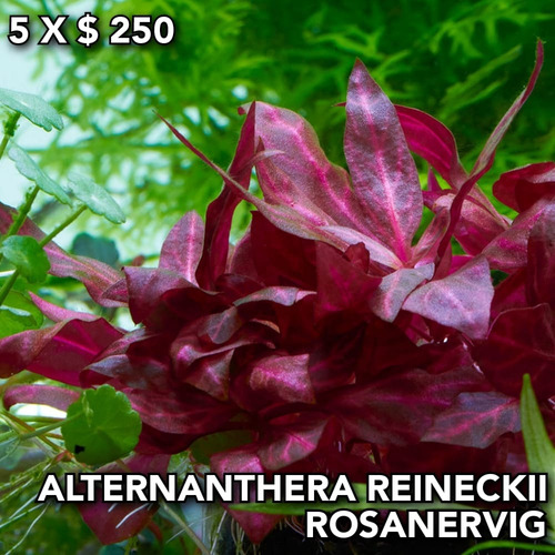 Alternanthera Reineckii Rosanervig Planta Natural Acuario.