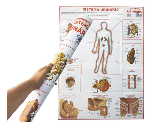 Mapa Sistema Urinário 90x120cm Banner Anatomia Do Corpo