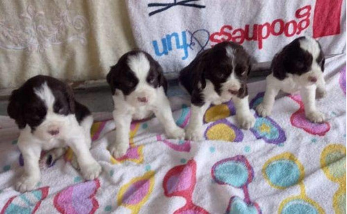 Cachorros Springer Spaniel