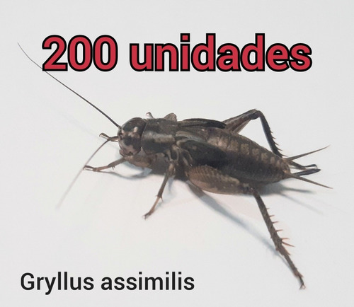 Imagem 5 de 5 de Grilo Vivo Alimentação Animal 200un