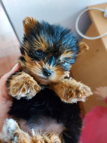 Imagen 3 de 9 de Yorkshire Hembra 2 Meses De Edad