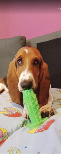 Hermoso Basset Hound Busca Novia 