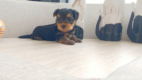 Cachorros Yorkshire Terrier Mini Macho -