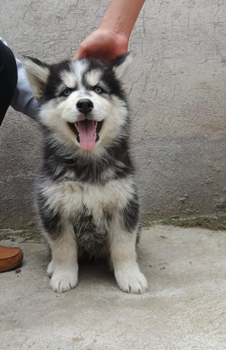 Husky Siberianos Puros