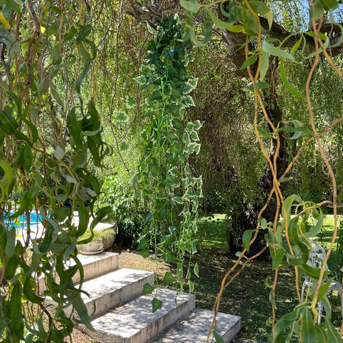 Imagen 7 de 10 de Planta Colgante Artificial Jardin Vertical Hiedra Pack X2