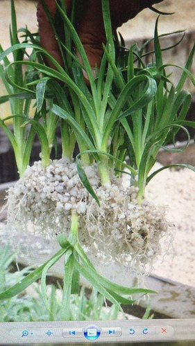 Perlita Agrícola Bolsa De 125lts