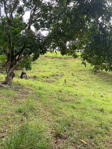 Terreno Com Pomar E Nascente