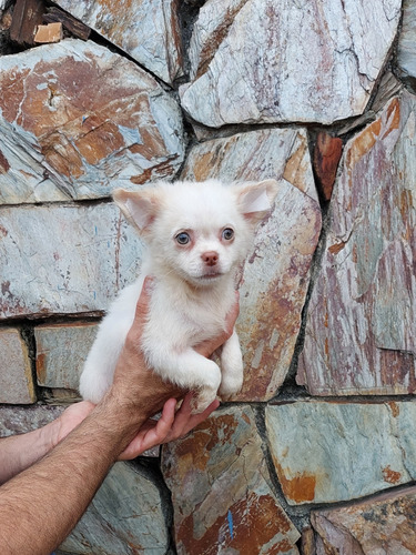 Chihuahuas Pelo Largo Cabezita De Manzana Mini De Verdad 