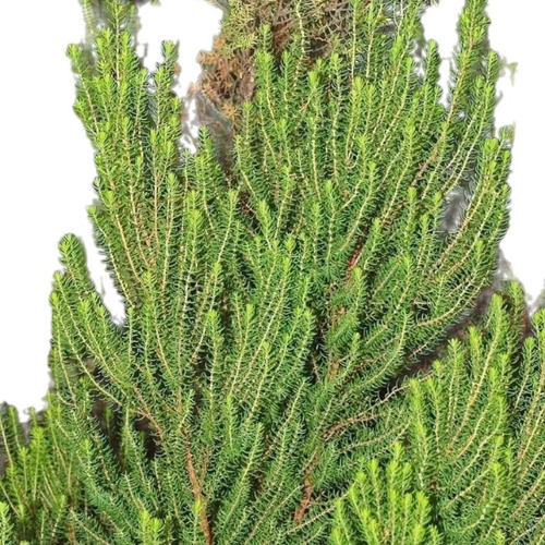 Brezo De Escobas (erica Scoparia) 10lts