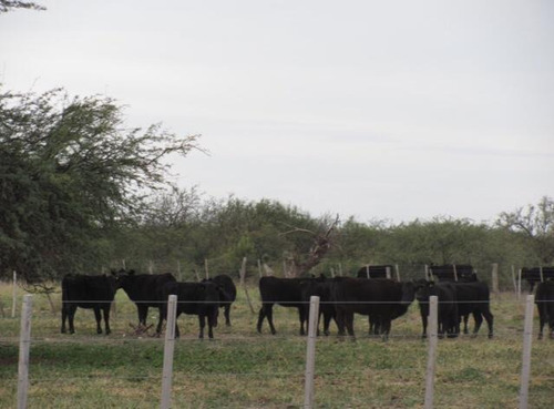 Imagen 8 de 9 de Campo - La Pampa Caleu Caleu