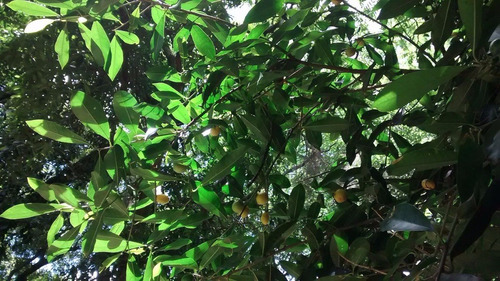 Arbol  Aguay C. Gonocarpusl Nativo.ornamental Y Frutal. 