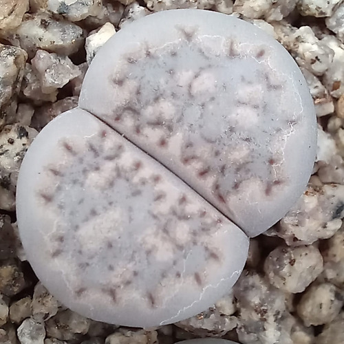 Imagen 1 de 4 de 1 Lithops Julii Ssp. Julii C297 (cactus Piedra/suculentas)