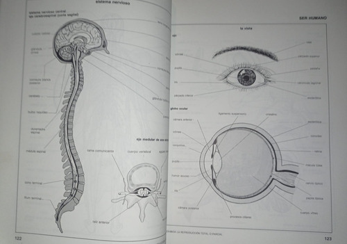 Diccionario Temático Visual, De Selecciones Reader's Digest (Reacondicionado)