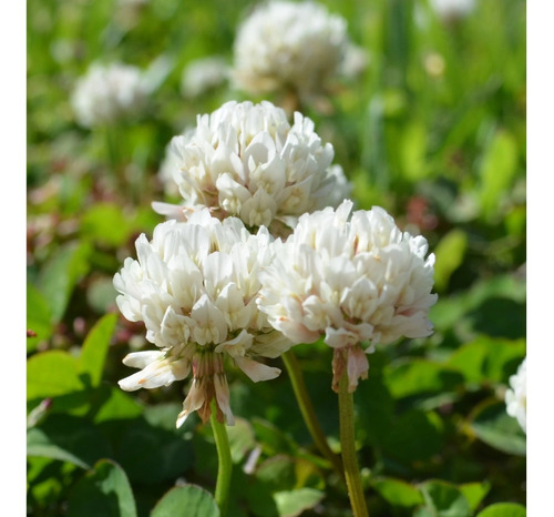 100 Semillas De Trebol Blanco Holandes - Importadas  Flor