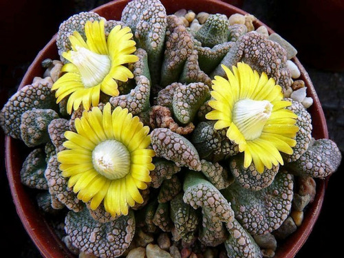 Imagem 6 de 10 de Suculenta Titanopsis Mix Cacto Pedra Lithops Sementes