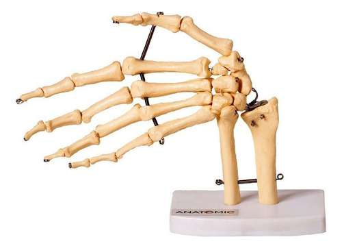 Esqueleto humano de los huesos de la mano y la muñeca