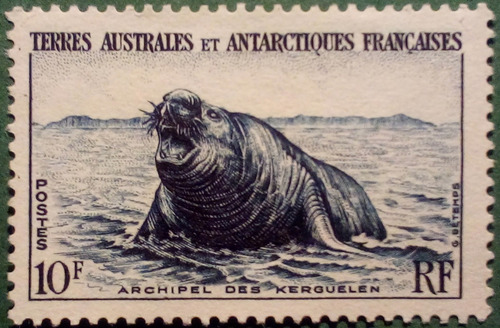 Imagen 6 de 7 de Antártida Francesa. Serie: Pingüinos Y Focas. Año 1956.
