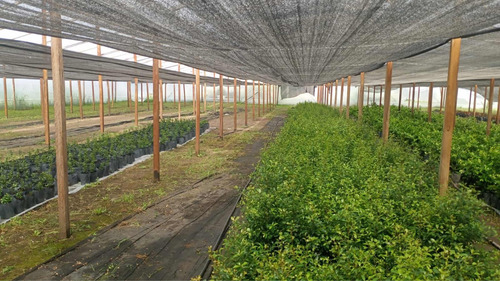 Oleas Texanas Cerco Vivo Somos Productores