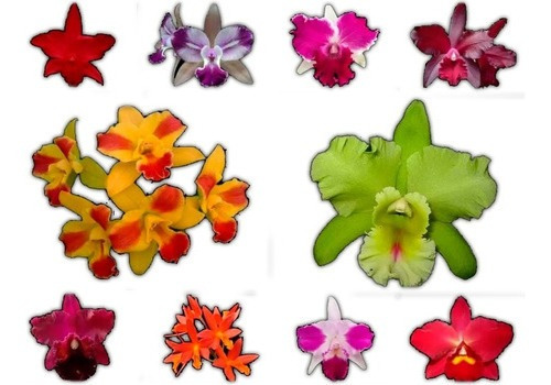 Kit Com 10 Orquídeas Cattleyas !! Todas Identificadas !!!