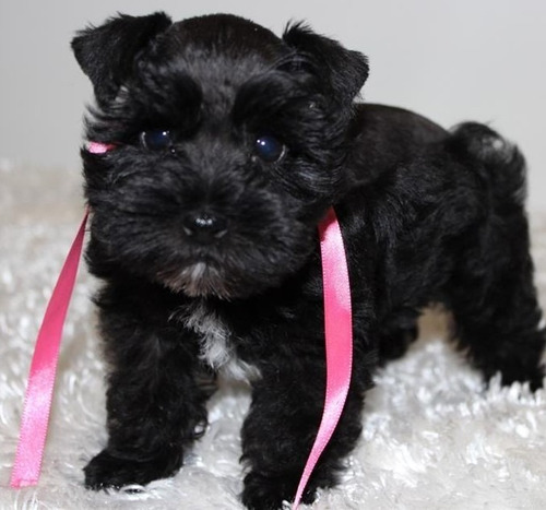 Schnauzer Miniatura M&h Negro Felicidad Lidia Sico