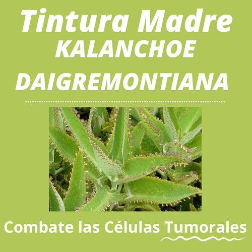 Tintura Madre Kalanchoe (oncologico/ Hepatica)