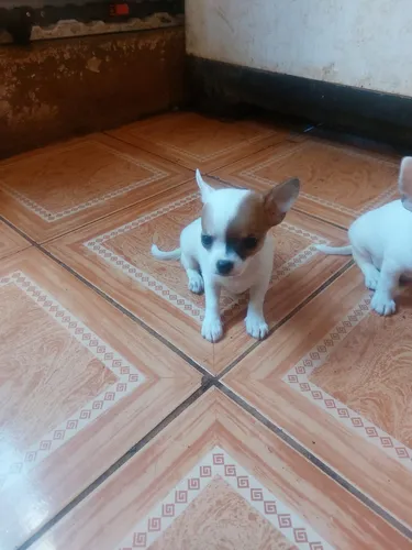 Chihuahua hotsell olx ph
