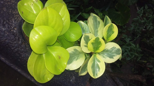 Peperomia Golden Y Variegata Ideal Para Interior