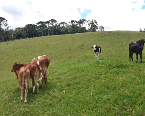 Imagem 19 de 30 de Fazenda Bem Localizada À Venda Em Juquitiba. - 15 - 32982853