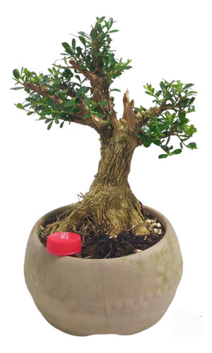 Bonsai De Buxus Harlandii 