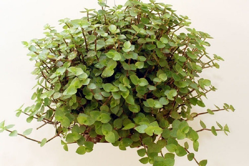 Muda De Callisia Repens Dinheiro Em Penca Tostão + Vaso Verde