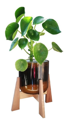 Peperomia Cuchara Little Terrario 16 Con Soporte