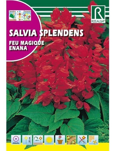 Sobre De Semilla Salvia Splendens 0,5 Grs.