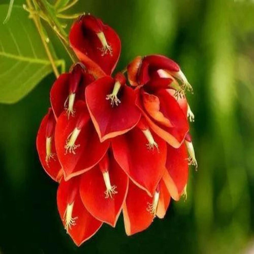 Mudas De Corticeira Do Banhado