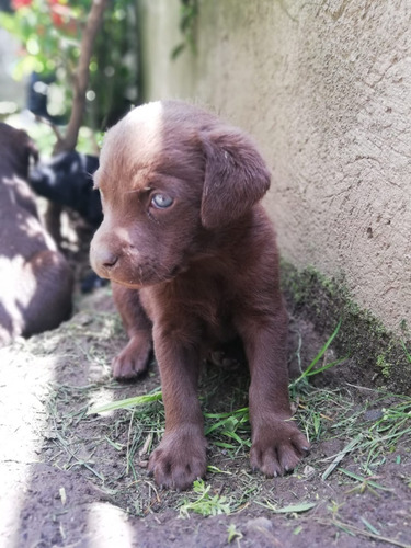 Cachorros Labrador Retriever Chocolate Padres Con Pedigree