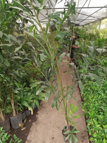 Imagen 4 de 5 de Caryota Urens, Palmera Cola De Pez 10lts