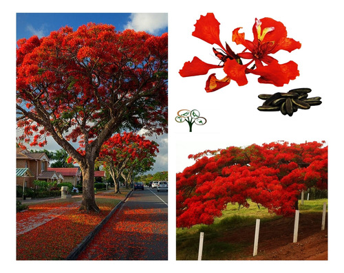 30 Sementes Acácia Rubra / Flamboyant -linda Árvore Exótica!
