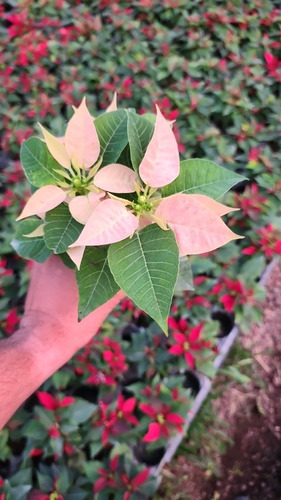 Euphorbia Artificial 