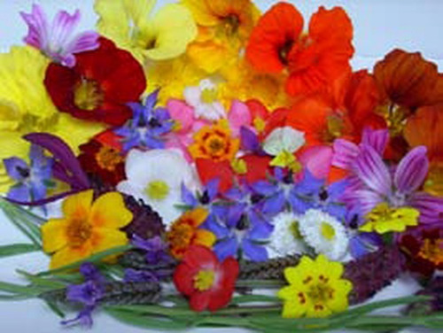 Semillas De Flores Importadas De Holanda 78 Variedades X 10s