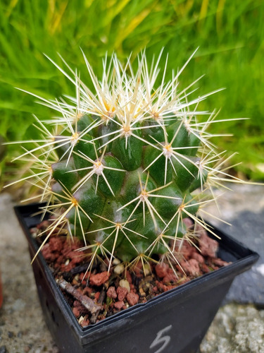 Cactus Asiento De Suegra Echinocactus Grusonii Raro