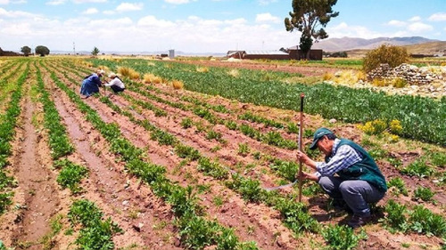 Comba De 10 Libras Con Mango De Fibra De Vidrio Casco Ht